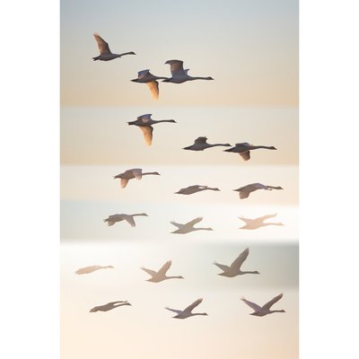 Tableau Mural Oiseaux Sauvages ANIMAUX CEANOTHE