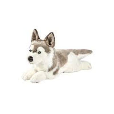 Husky ANIMA