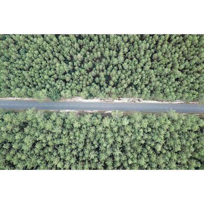 Tableau infinitude de la forêt landaise HEXOA