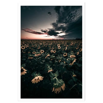 Affiche fleurs wake up sunflowers! HEXOA