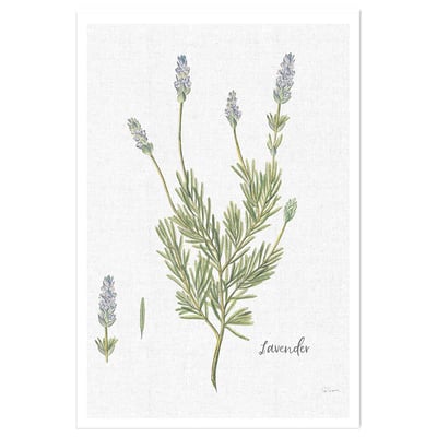 Affiche fleurs Lavande illustrée HEXOA
