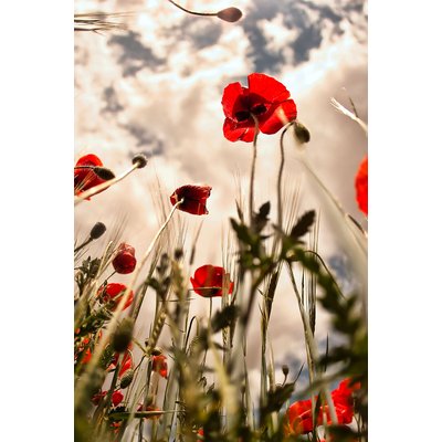 Tableau coquelicots décoration murale moderne HEXOA