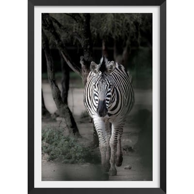 Affiche animaux zèbre en balade HEXOA