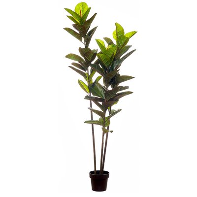 Planta artificial "Rubber Tree" 180cm, BORGHESI BORGHESI