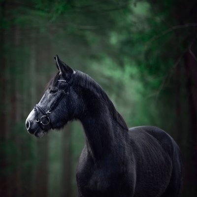 Tableau mural cheval forêt CEANOTHE