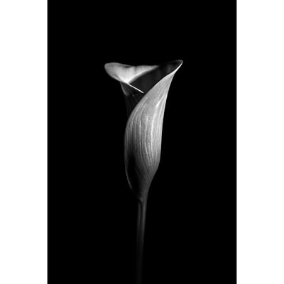 Tableau Sur Toile Fleur Aromatique FLEUR CEANOTHE