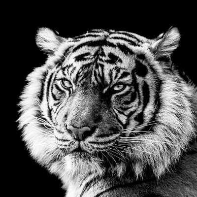 Tableau Mural Portrait De Tigre En Noir Et Blanc ANIMAUX CEANOTHE