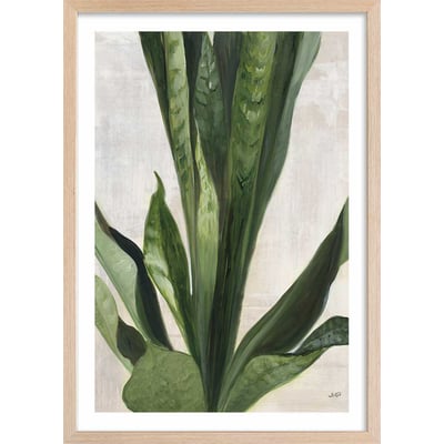 Poster Sanseveria aquarelle HEXOA