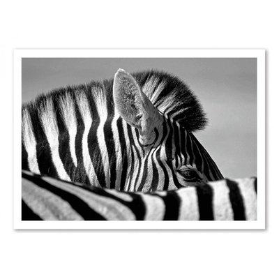 Affiche d’art 50 x 70 cm - Curious Zebra - Marc Pelissier WALL EDITIONS
