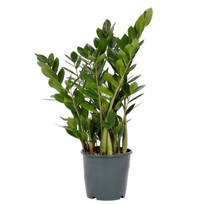 Planta Zamioculcas zamiifolia, da BIOMA BIOMA PLANTS