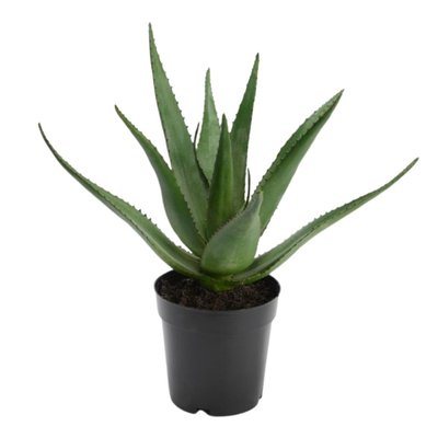 Aloe Vera Verox H38 cm AMADEUS