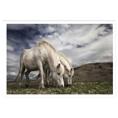 Affiche Chevaux blancs HEXOA