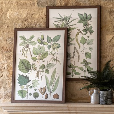 Set of 2 Foliage Study Framed Art SO'HOME