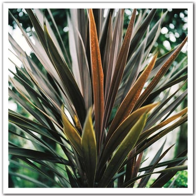 Affiche fleur de yucca et forêt tropicale HEXOA