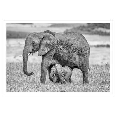 Affiche Mère éléphant HEXOA