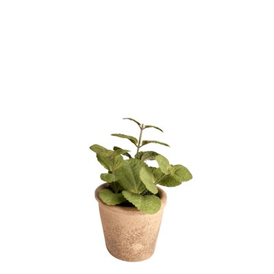 Origan en pot effet terre cuite artificiel H14 SIA DECO