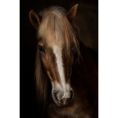 Tableau Mural Portrait Cheval ANIMAUX CEANOTHE