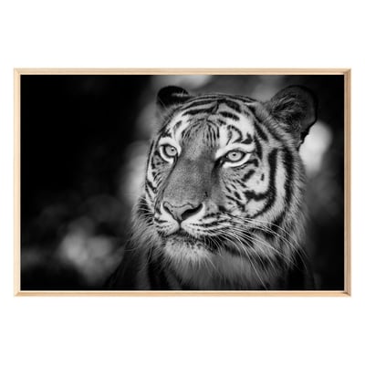 Tableau Mural Encadré Portrait Tigre Sauvage ANIMAUX CEANOTHE