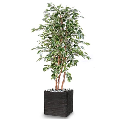 Ficus Exotique factice multitroncs naturels e ARTIFICIELLES