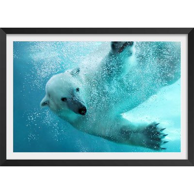 Affiche ours blanc en plein plongeon HEXOA