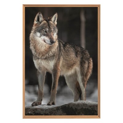 Tableau Mural Encadré Le Loup ANIMAUX CEANOTHE