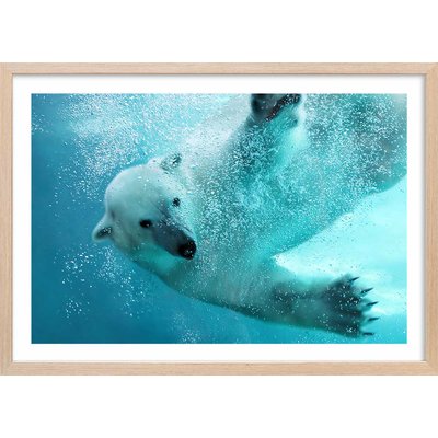 Affiche ours blanc en plein plongeon HEXOA