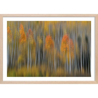 Affiche forêt et Impression d'automne HEXOA