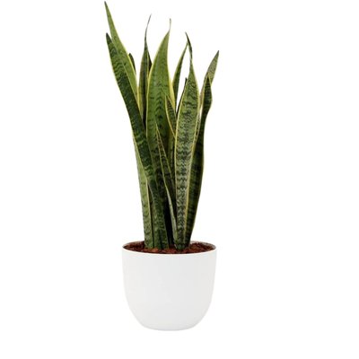 Planta Sansevieria laurentii + vaso havana natural, da BIOMA BIOMA PLANTS