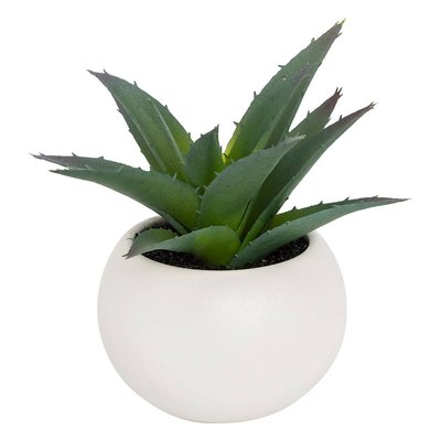 Plante grasse en pot ATMOSPHERA