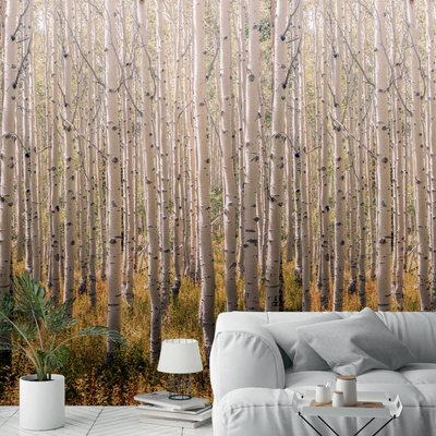 Papier peint forêt de bouleaux HEXOA
