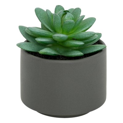 Plante grasse en pot ATMOSPHERA