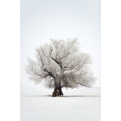 Tableau Mural Arbres Enneige HIVERNAL CEANOTHE