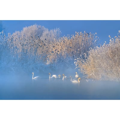 Tableau cygnes dans le givre matinal HEXOA