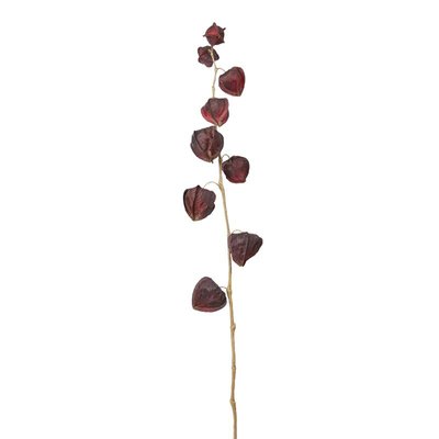 Tige de physalis artificielle H54 SIA DECO
