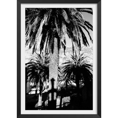 Affiche noir et blanc palmiers monténégro HEXOA