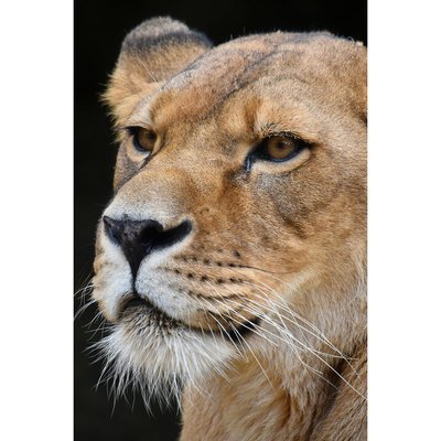 Tableau mural portrait lionne CEANOTHE