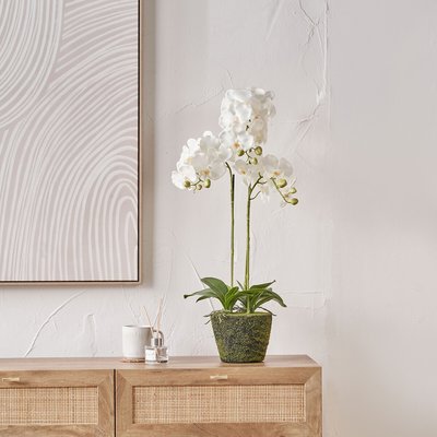 80cm Medium White Orchid in Moss Pot SO'HOME