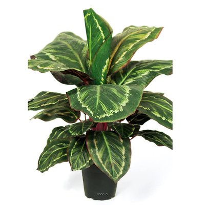 Maranta plante artificielle en pot H 55 cm ARTIFICIELLES