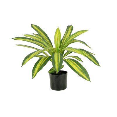 Dracena artificiel 50cm LIGNE DECO