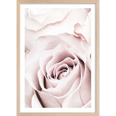 Affiche  rosa romantica HEXOA