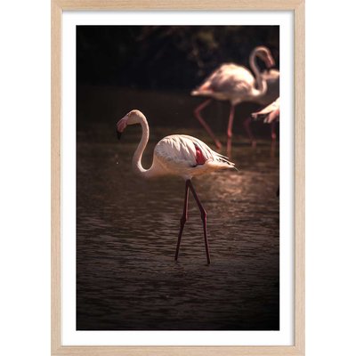 Affiche flamingo in miami HEXOA