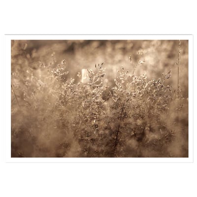 Affiche fleurs field grass HEXOA