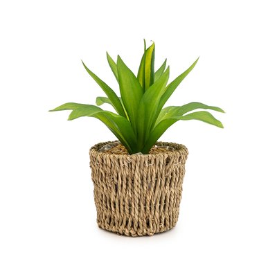 Artificial Succulent in Seagrass Basket SO'HOME