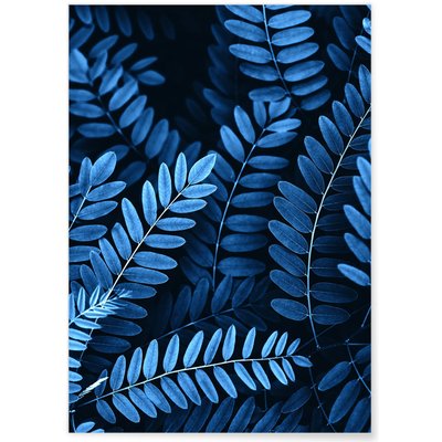 Poster Nature Feuilles d'Acacia L'AFFICHERIE