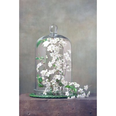 Tableau sur verre fleur sous cloche CEANOTHE