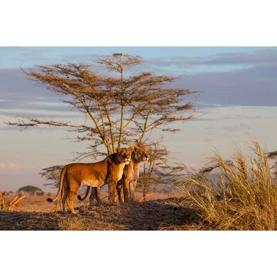 Tableau Lionnes HEXOA