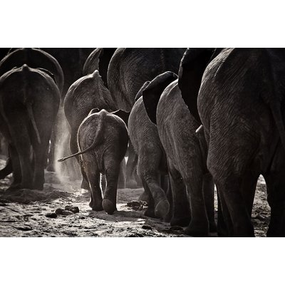 Tableau animaux cap Afrique HEXOA