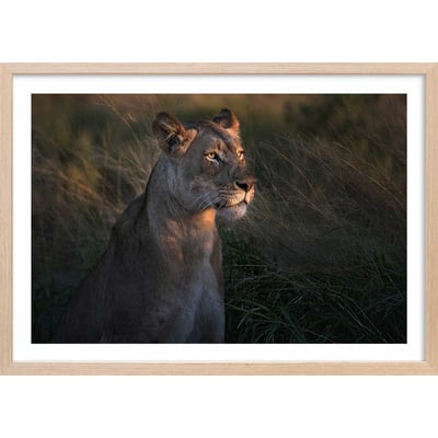 Affiche Lionne au crepuscule... HEXOA