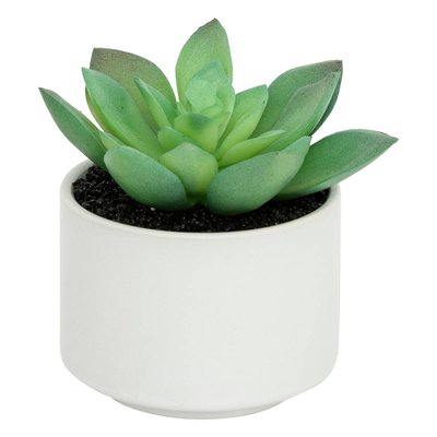 Plante grasse en pot ATMOSPHERA