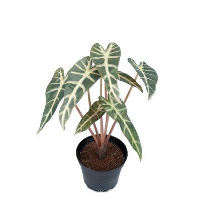 Alocasia artificiel, 7 grandes feuilles ARTIFICIELLES